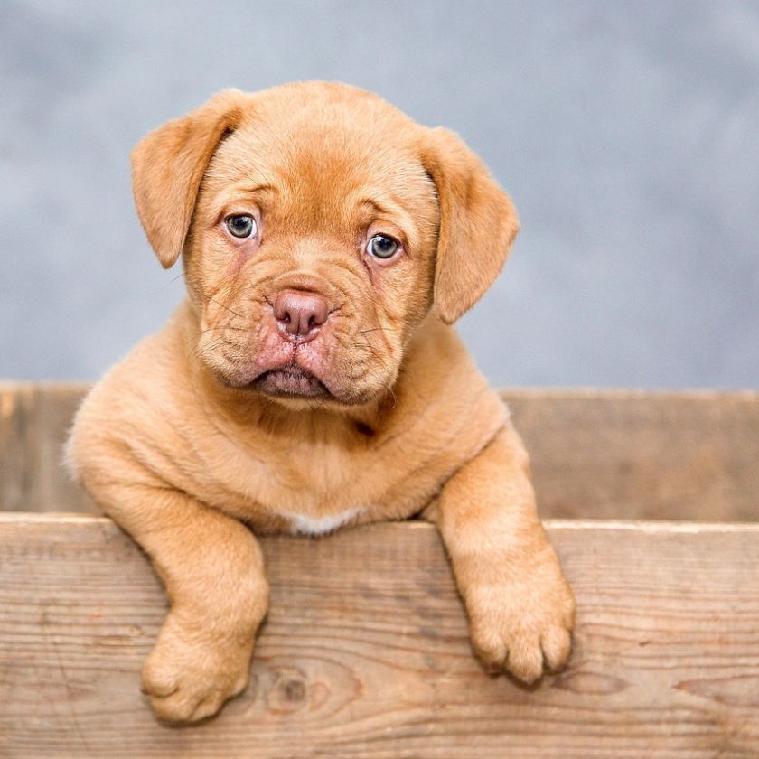 Bordeaux Puppy in a Wooden Crate Jigsaw Puzzle | Free Online