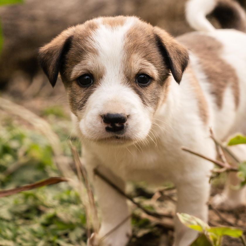 Brown and White Puppy Outdoors Jigsaw Puzzle | Free Online