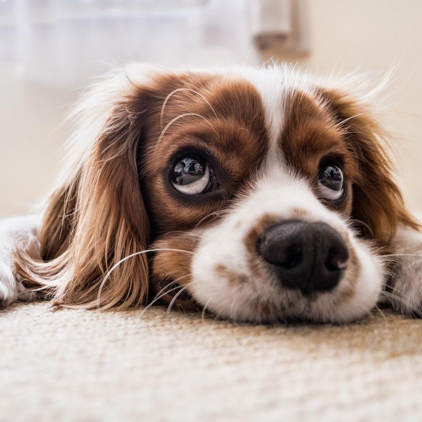 Cavalier on the Carpet Jigsaw Puzzle | Free Online