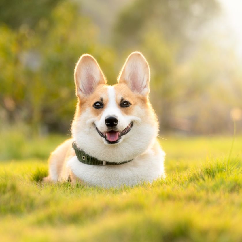 Corgi in a Sunlit Meadow Jigsaw Puzzle | Free Online