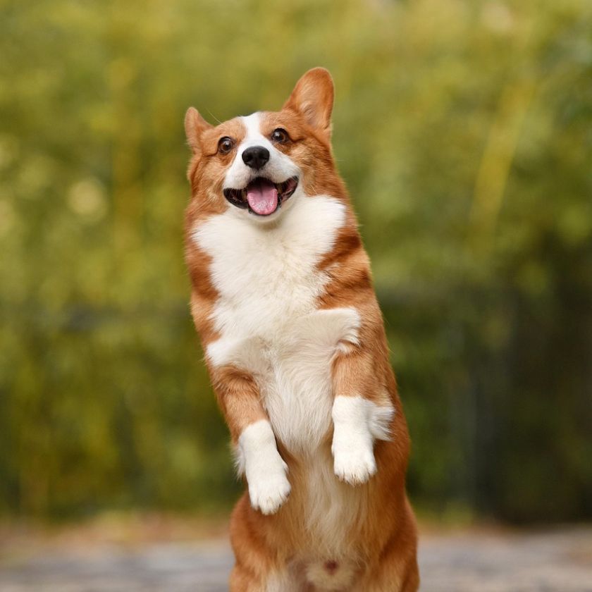 Corgi Standing Tall Jigsaw Puzzle | Free Online