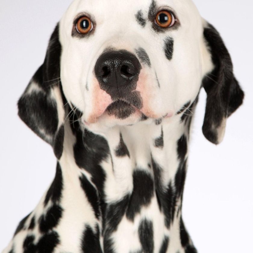 Dalmatian Portrait Jigsaw Puzzle | Free Online