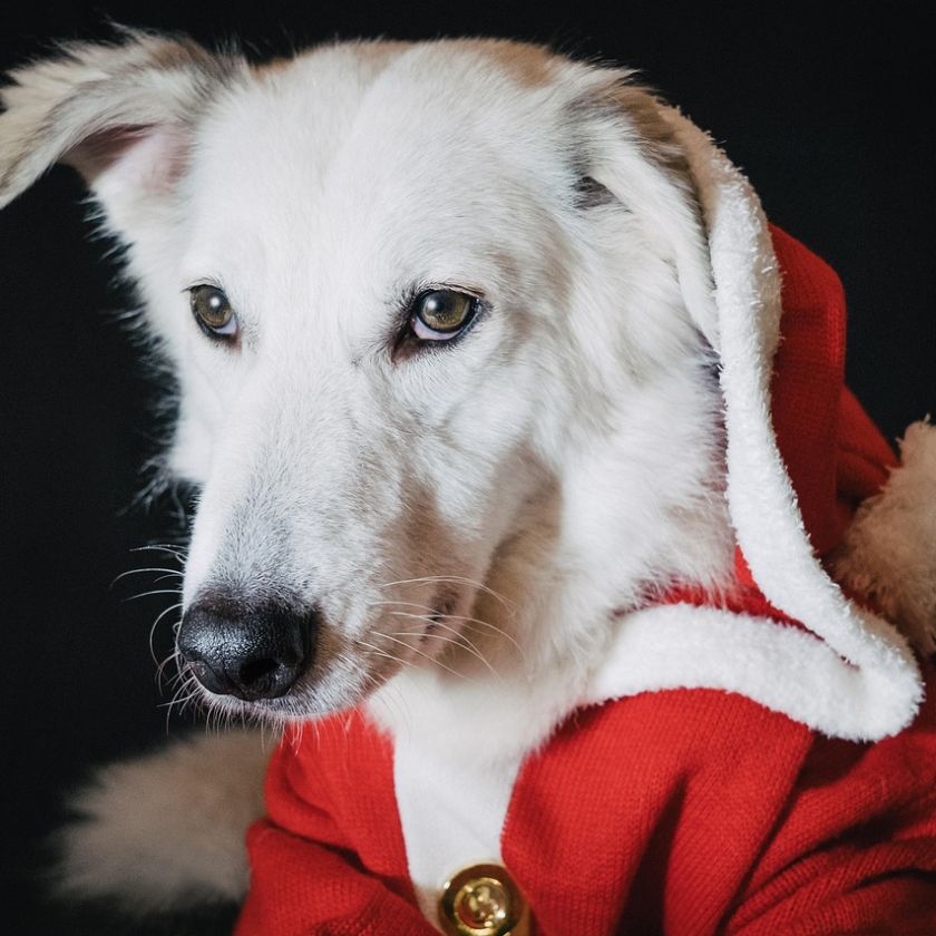 Dog in a Santa Hoodie Jigsaw Puzzle | Free Online