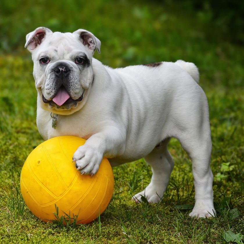 English Bulldog Puppy with a Yellow Ball Jigsaw Puzzle | Free Online