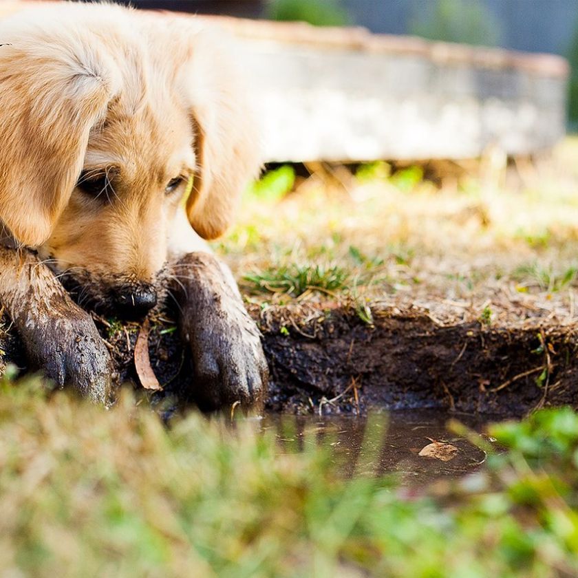 Golden Puppy at the Puddle Jigsaw Puzzle | Free Online