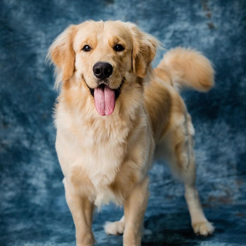 Golden Retriever on Blue Jigsaw Puzzle | Free Online