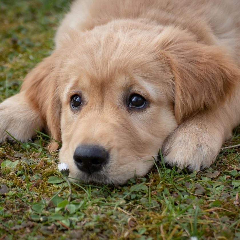 Golden Retriever Puppy Resting Jigsaw Puzzle | Free Online