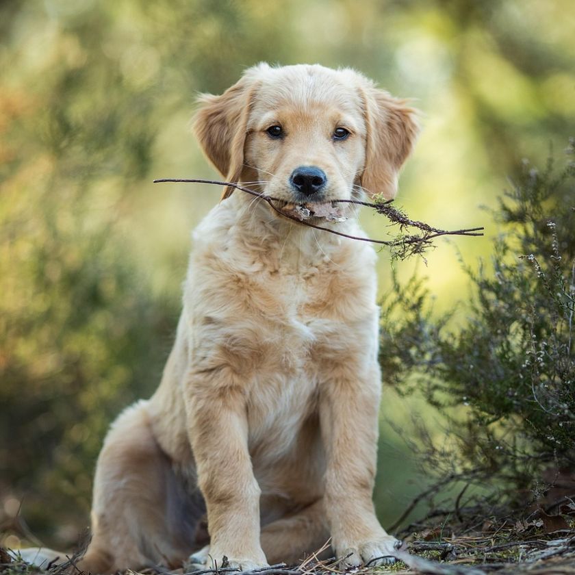 Golden Retriever Puppy with a Stick Jigsaw Puzzle | Free Online