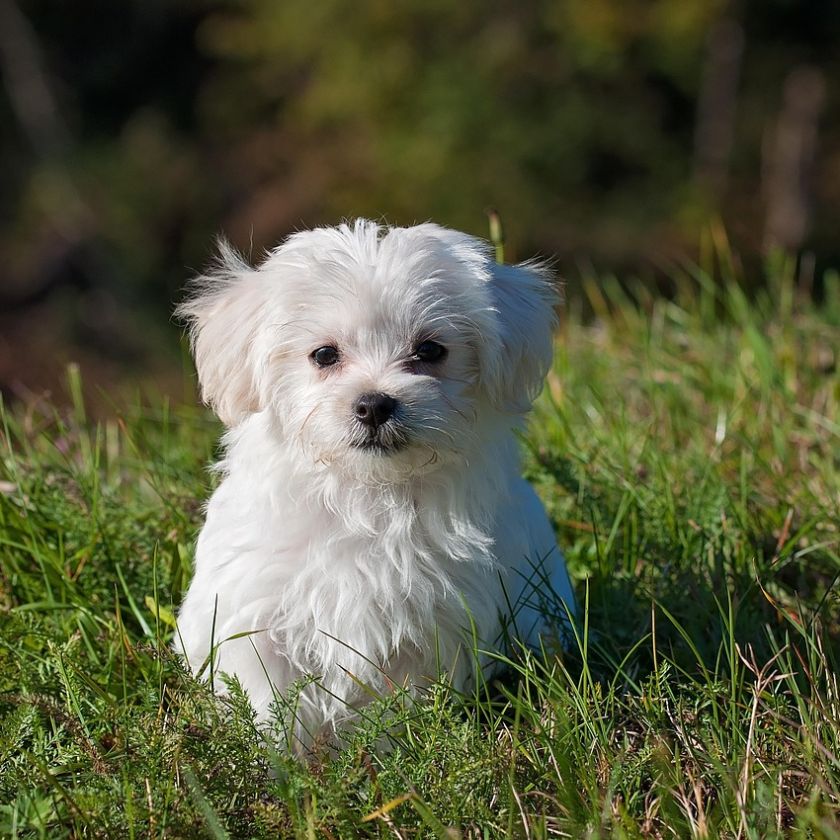 Maltese Puppy in the Grass Jigsaw Puzzle | Free Online