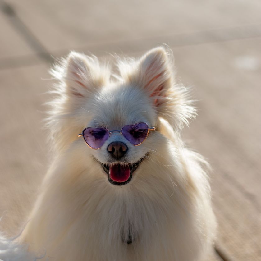 Pomeranian in Heart Sunglasses Jigsaw Puzzle | Free Online