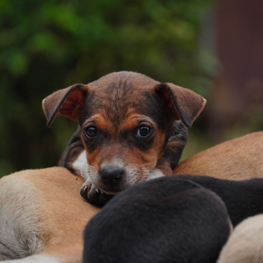 Puppy with Its Littermates Jigsaw Puzzle | Free Online