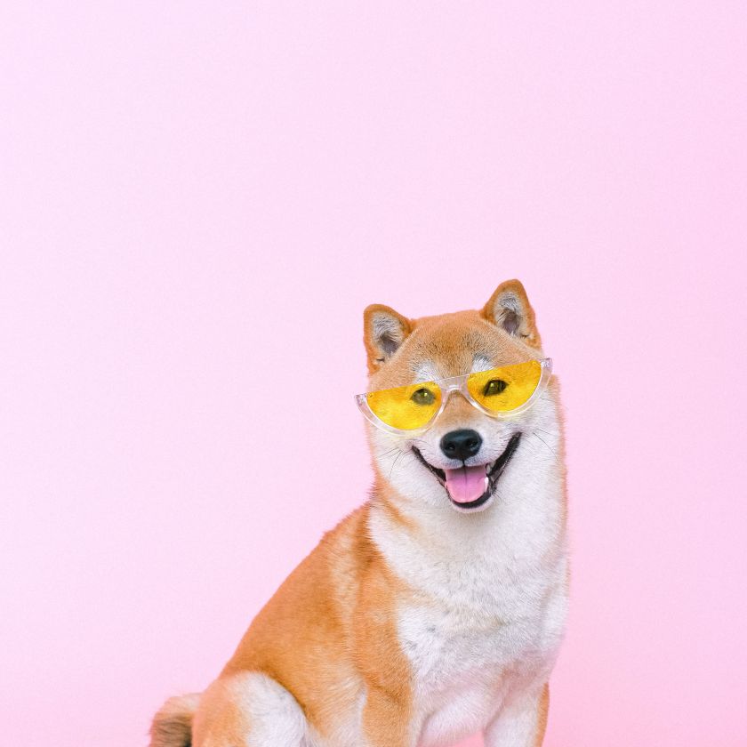Shiba Inu in Sunglasses Jigsaw Puzzle | Free Online