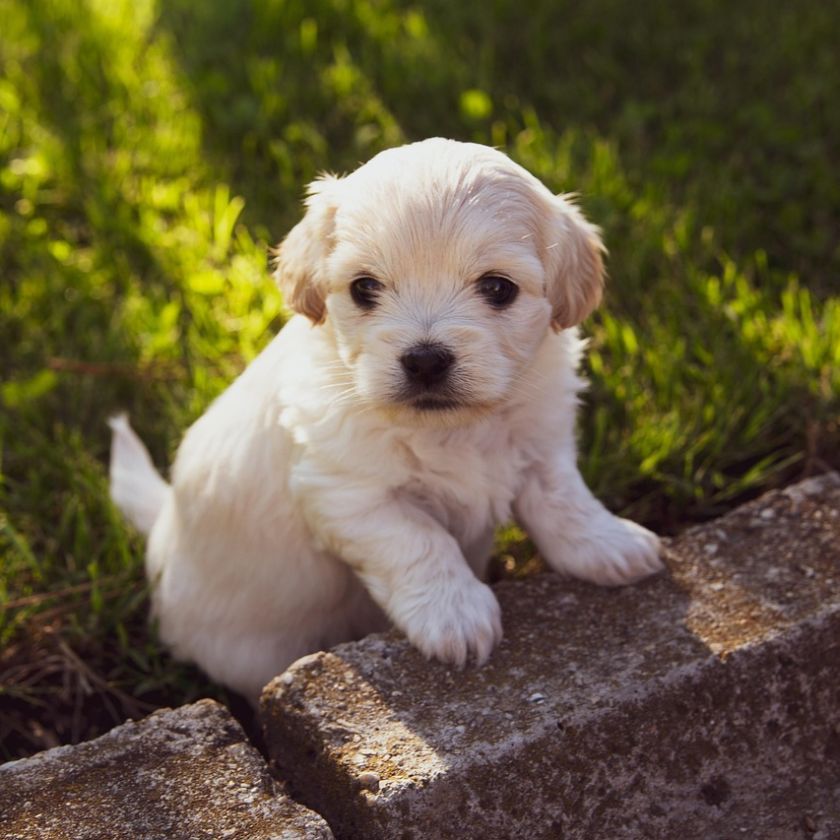 Small White Puppy on a Stone Step Jigsaw Puzzle | Free Online