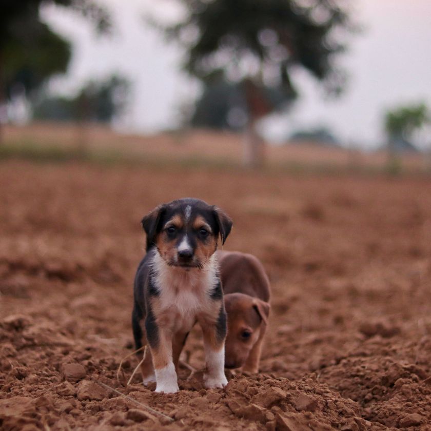 Two Puppies in a Plowed Field Jigsaw Puzzle | Free Online