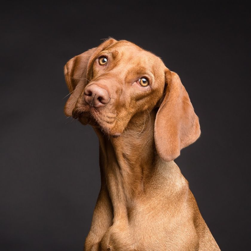 Vizsla Head Tilt Jigsaw Puzzle | Free Online