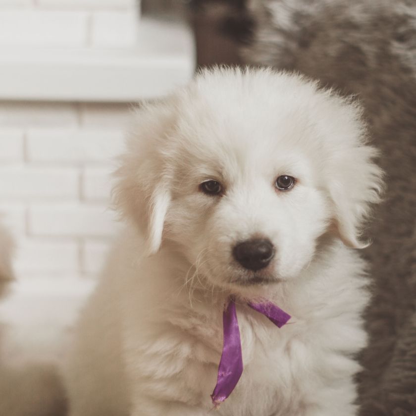 White Puppies with a Purple Ribbon Jigsaw Puzzle | Free Online