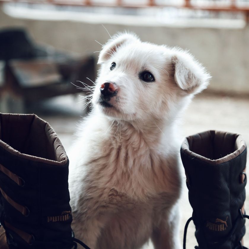 White Puppy Between the Boots Jigsaw Puzzle | Free Online