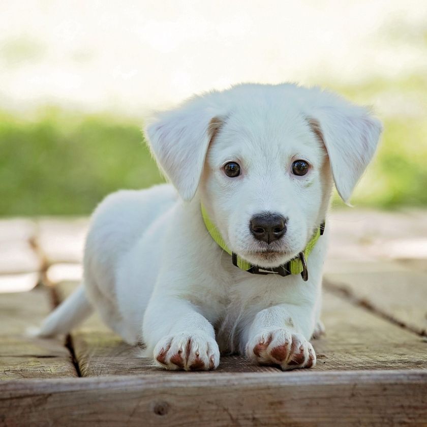 White Puppy with Green Collar Jigsaw Puzzle | Free Online