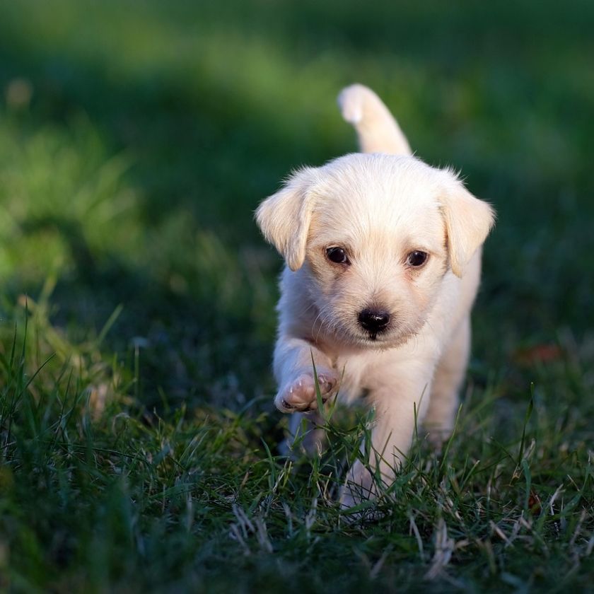 White Puppy Running in the Grass Jigsaw Puzzle | Free Online