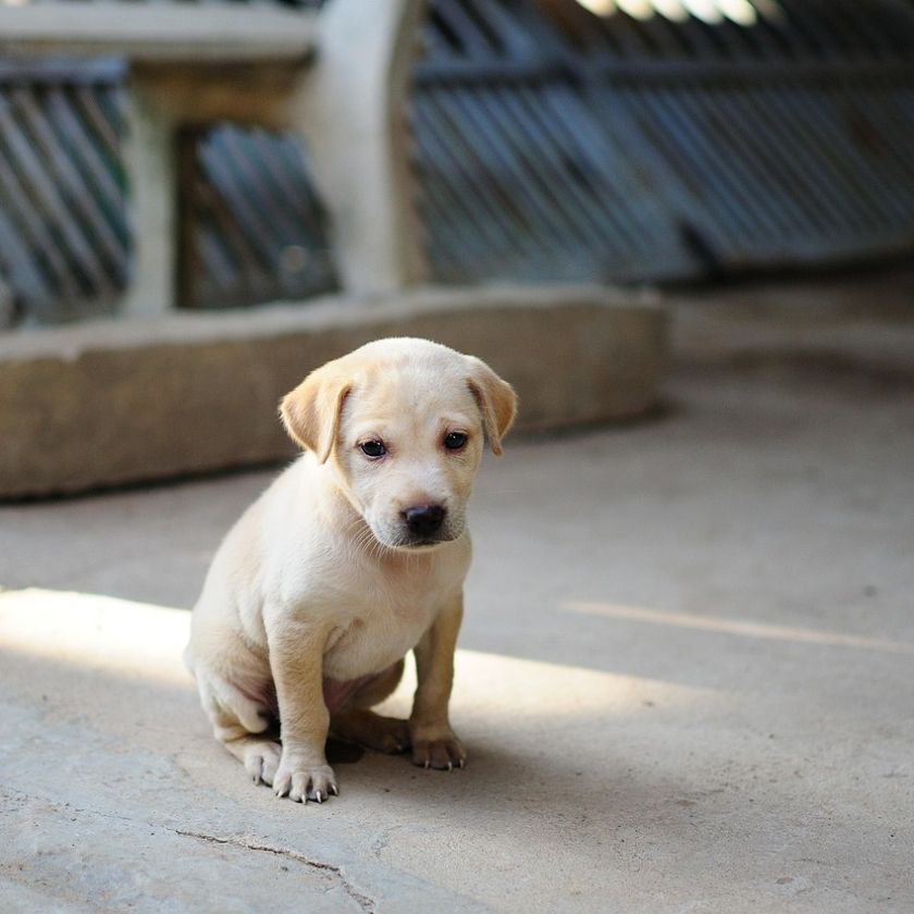 Yellow Lab Puppy in the Sun Jigsaw Puzzle | Free Online