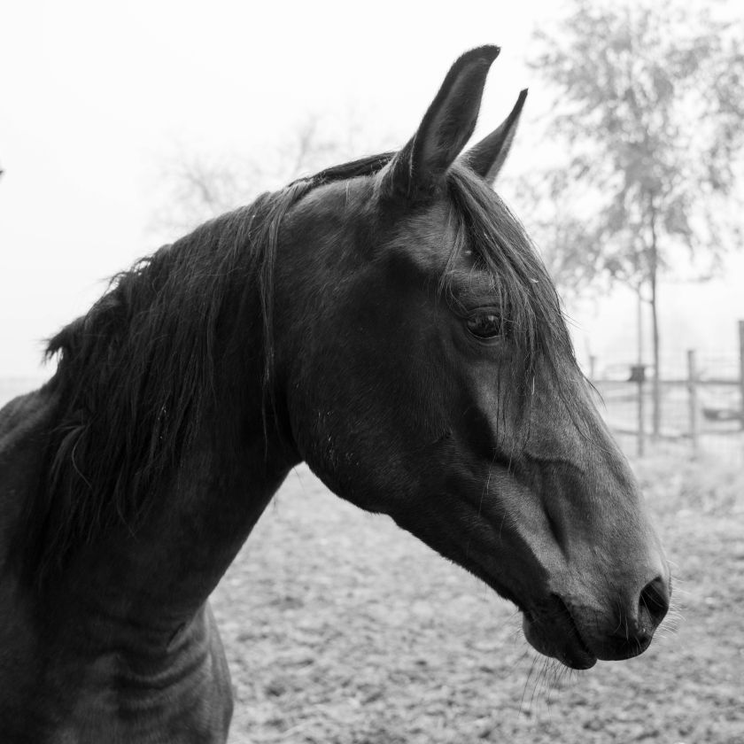 Black and White Horse Head Jigsaw Puzzle | Free Online