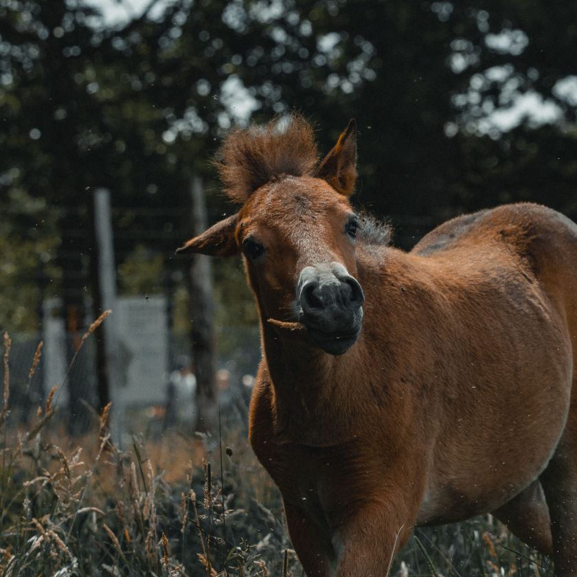Brown Horse Portrait Jigsaw Puzzle | Free Online