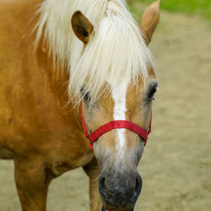 Cheeky Haflinger Jigsaw Puzzle | Free Online