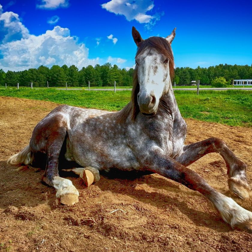 Dapple Gray Horse Sitting Up Jigsaw Puzzle | Free Online