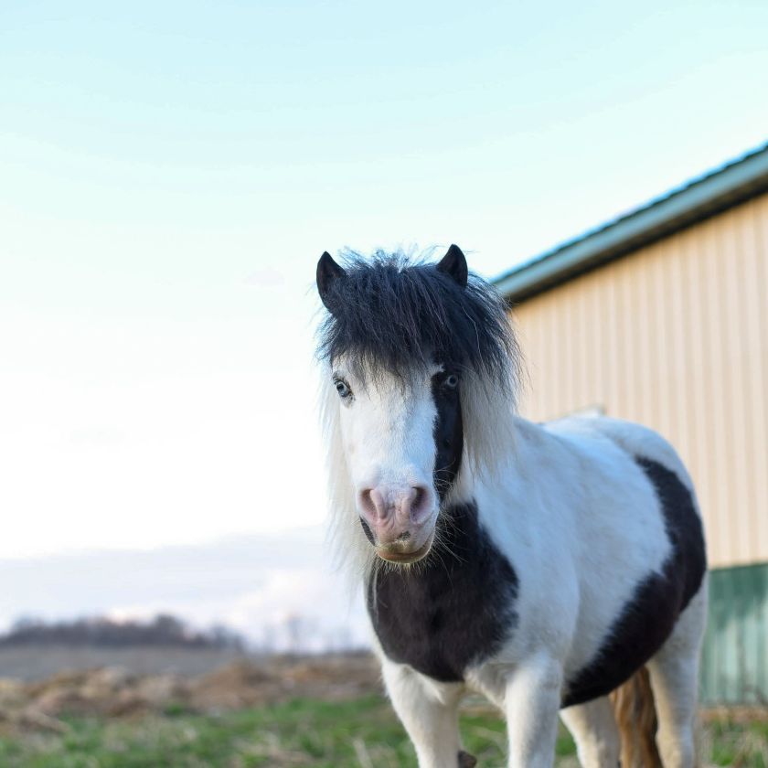 Falabella Miniature Horse Jigsaw Puzzle | Free Online