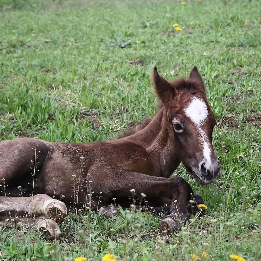 Foal in the Dandelions Jigsaw Puzzle | Free Online