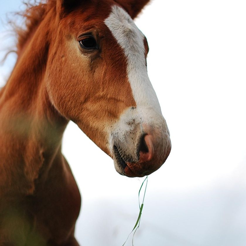 Foal with a Mouthful of Grass Jigsaw Puzzle | Free Online