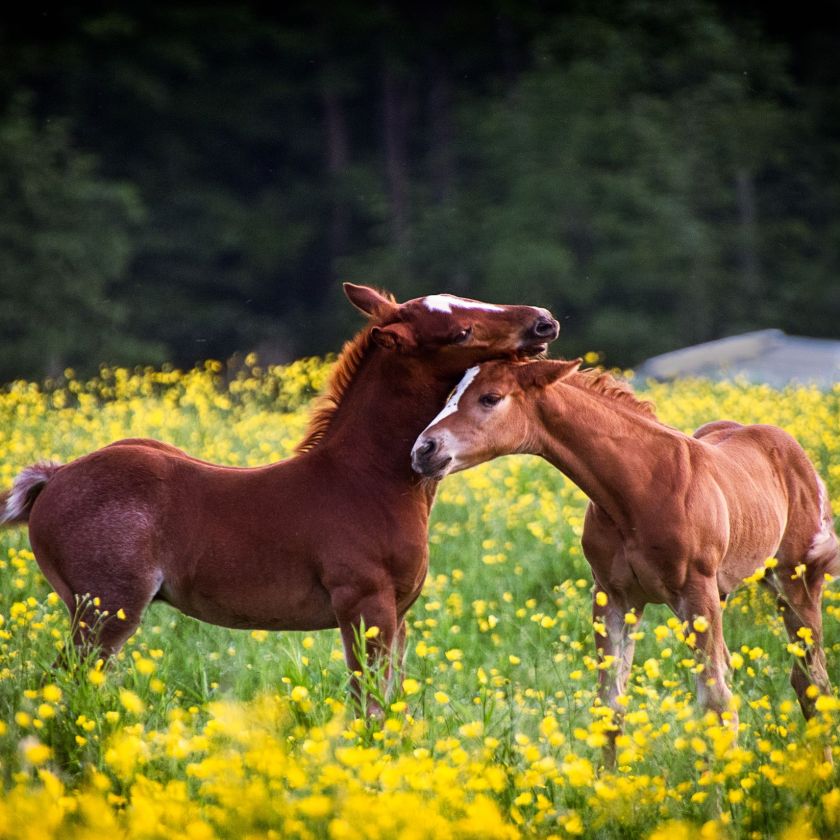 Foals in the Buttercups Jigsaw Puzzle | Free Online
