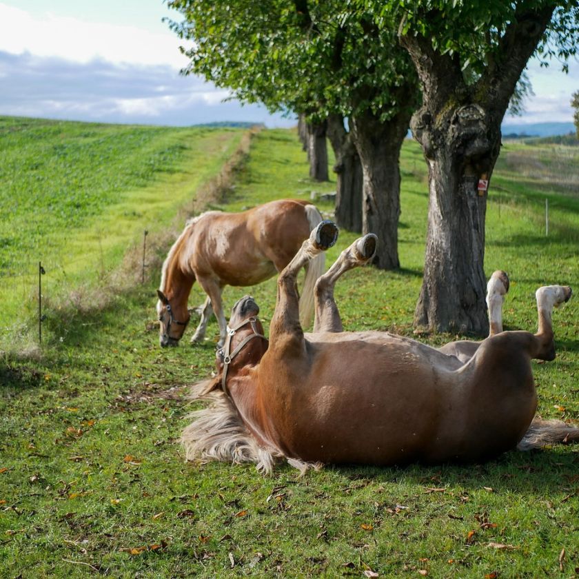 Horse Rolling in the Grass Jigsaw Puzzle | Free Online