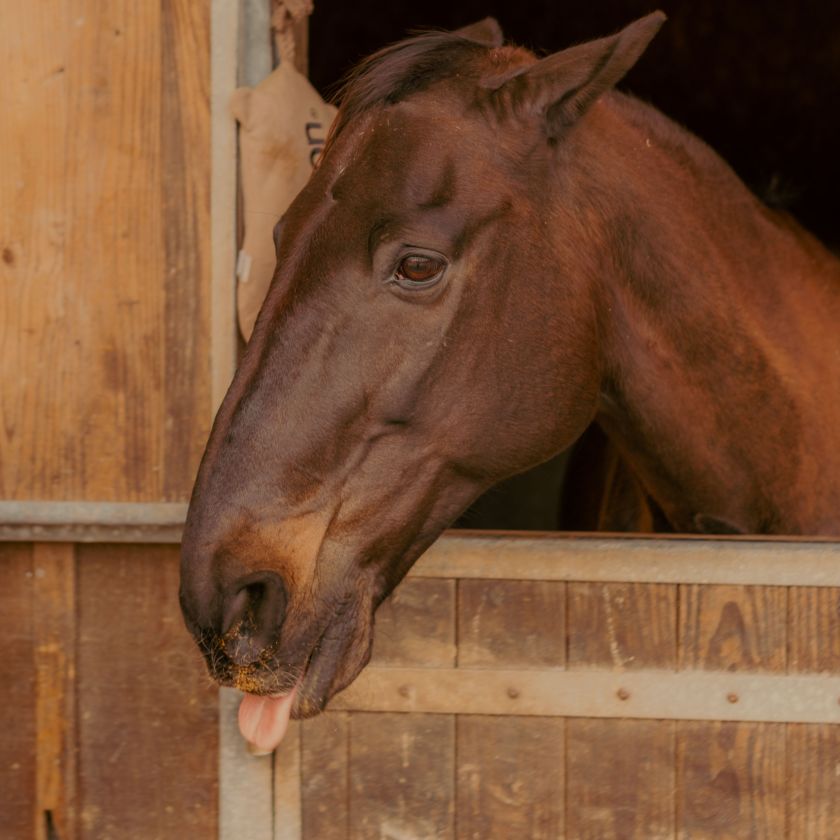 Horse with Its Tongue Out Jigsaw Puzzle | Free Online