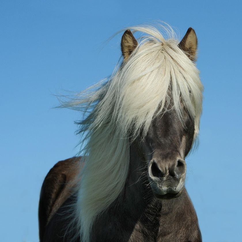 Icelandic Horse Bad Hair Day Jigsaw Puzzle | Free Online