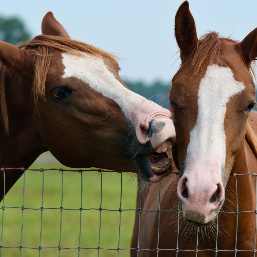 Horses Playing at the Fence Jigsaw Puzzle | Free Online