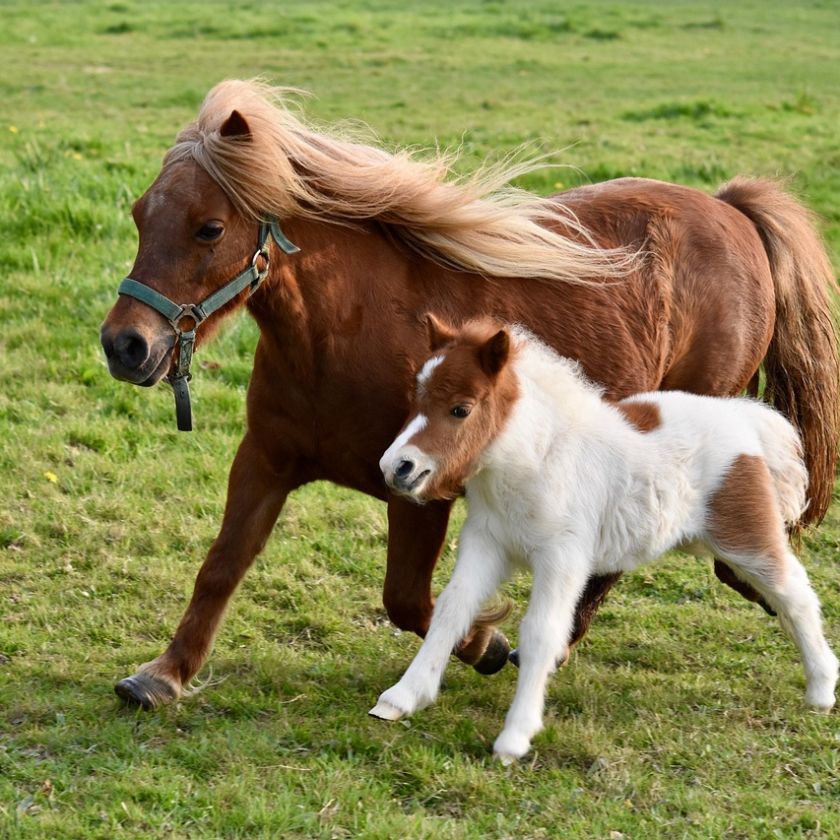 Pony and Foal on the Run Jigsaw Puzzle | Free Online