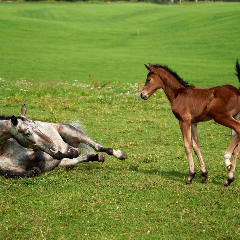 Rolling Mare and Trotting Foal Jigsaw Puzzle | Free Online