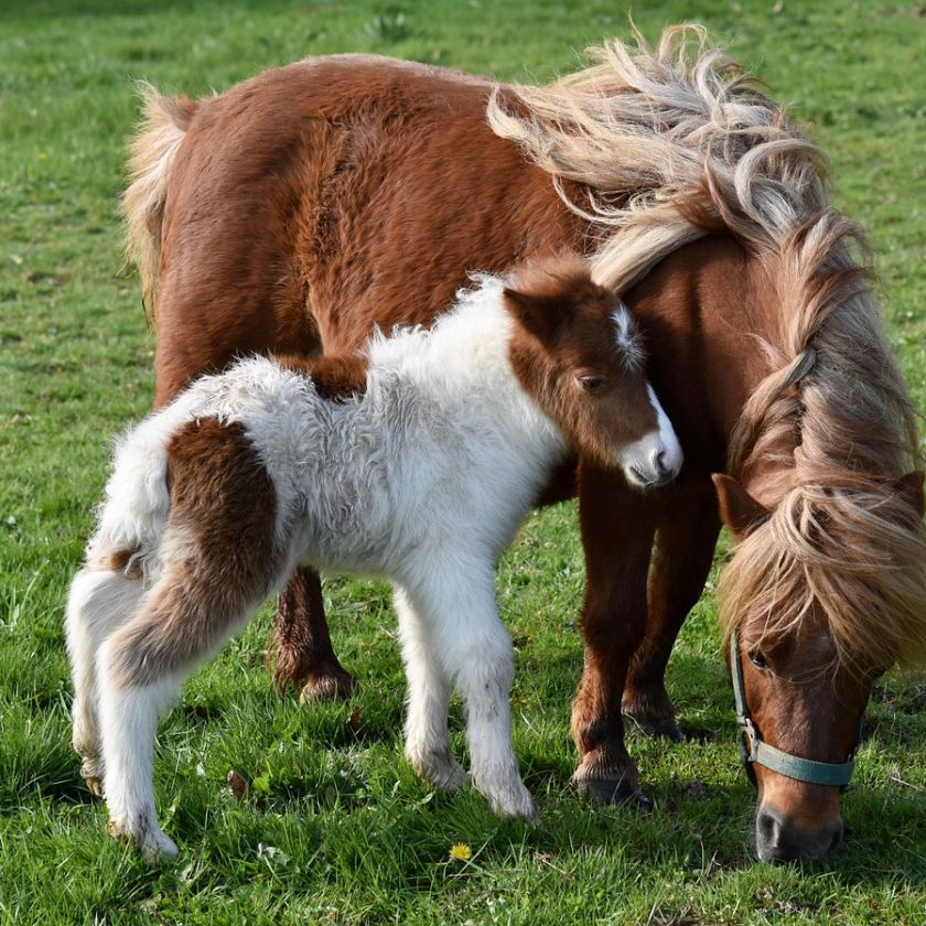Shetland Pony with Her Foal Jigsaw Puzzle | Free Online