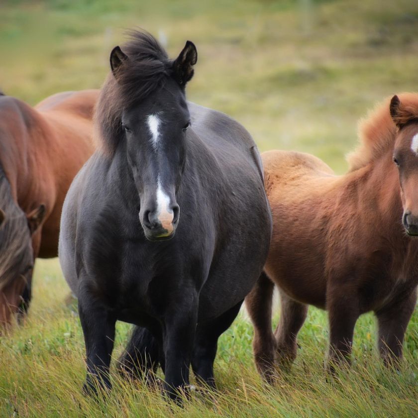 Three Icelandic Horses Jigsaw Puzzle | Free Online