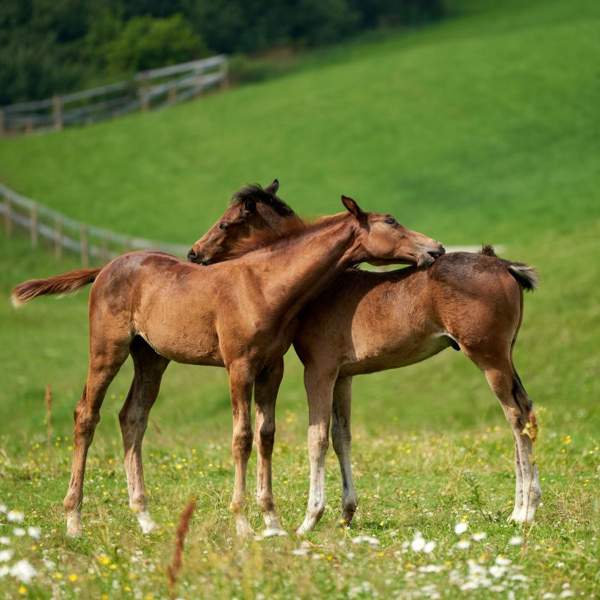 Two Foals Cuddling Jigsaw Puzzle | Free Online