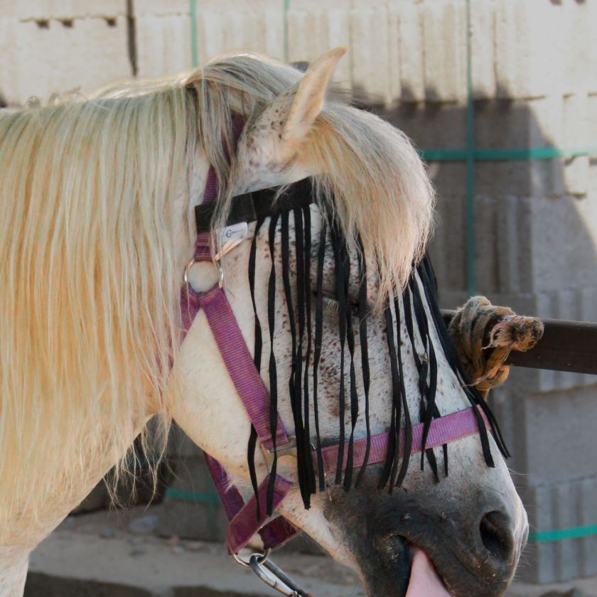 White Horse with a Fly Fringe Jigsaw Puzzle | Free Online