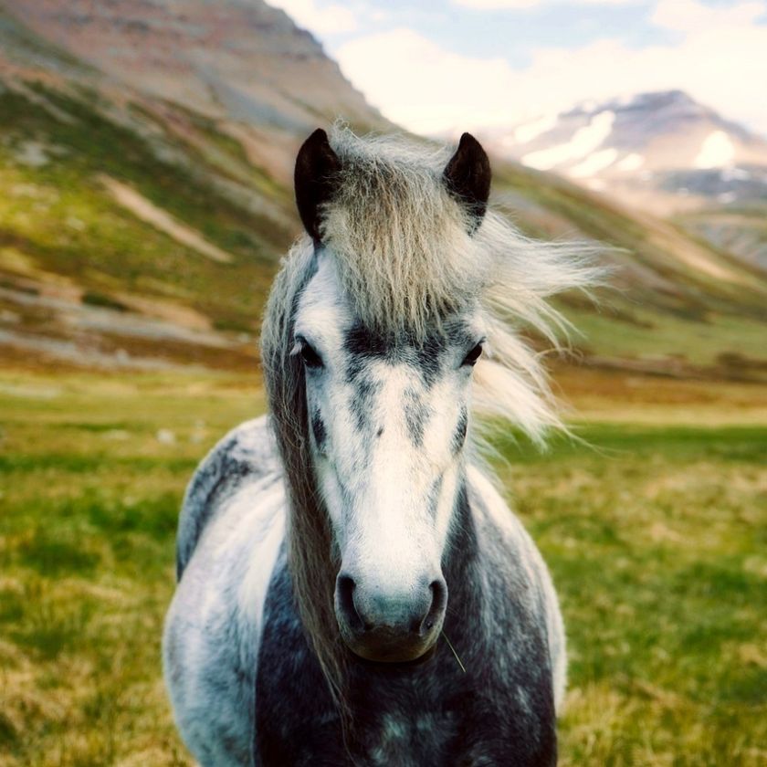 Windswept Icelandic Horse Jigsaw Puzzle | Free Online