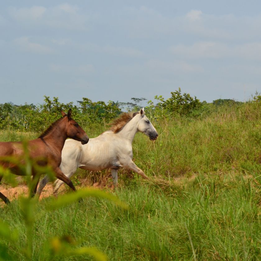 Mare and Foal Running Jigsaw Puzzle | Free Online