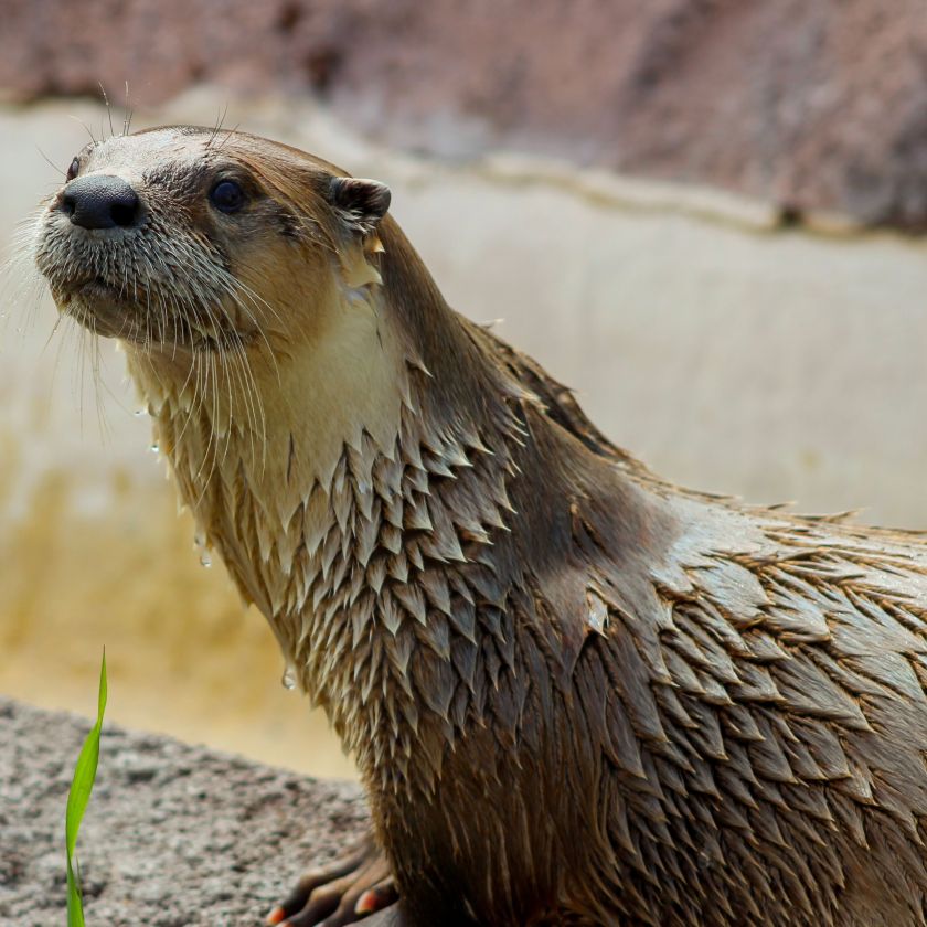 Alert River Otter Jigsaw Puzzle | Free Online