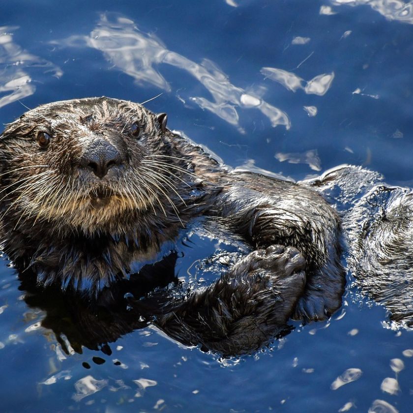 Floating Sea Otter Jigsaw Puzzle | Free Online