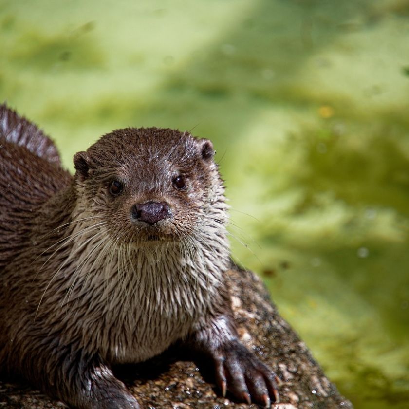 Otter at the Water’s Edge Jigsaw Puzzle | Free Online