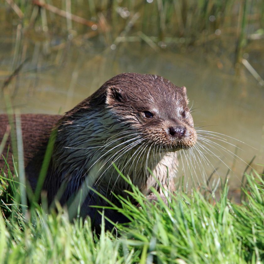 Otter in the Reeds Jigsaw Puzzle | Free Online