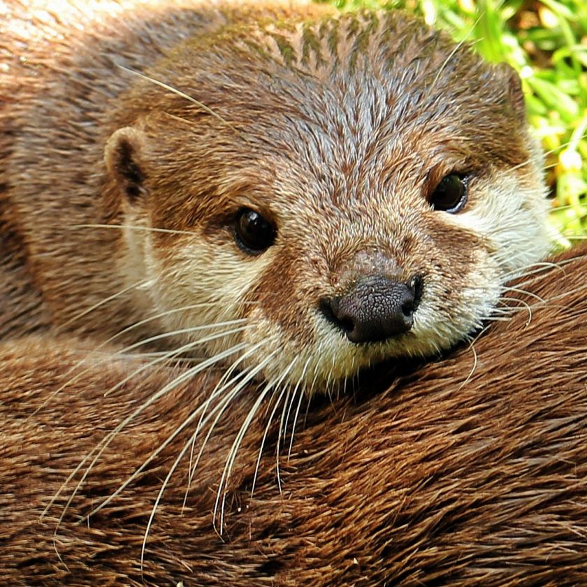 Otter Resting Its Head Jigsaw Puzzle | Free Online