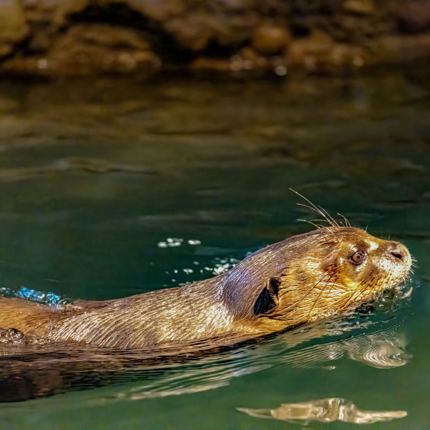 River Otter Swimming Jigsaw Puzzle | Free Online